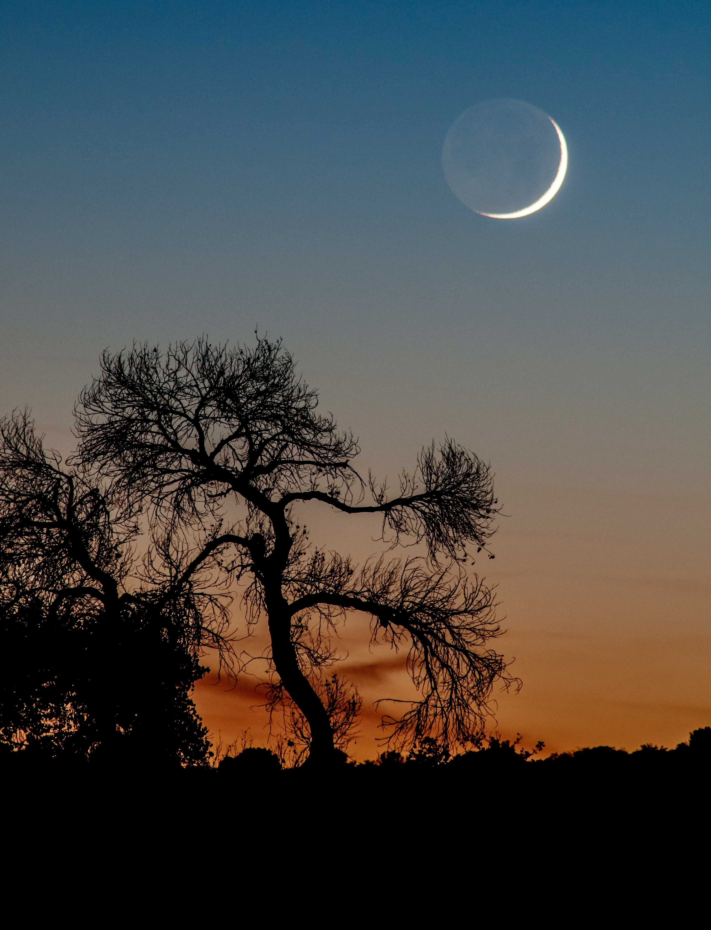 Tree and moonrise at Wet Beaver Creek, Arizona