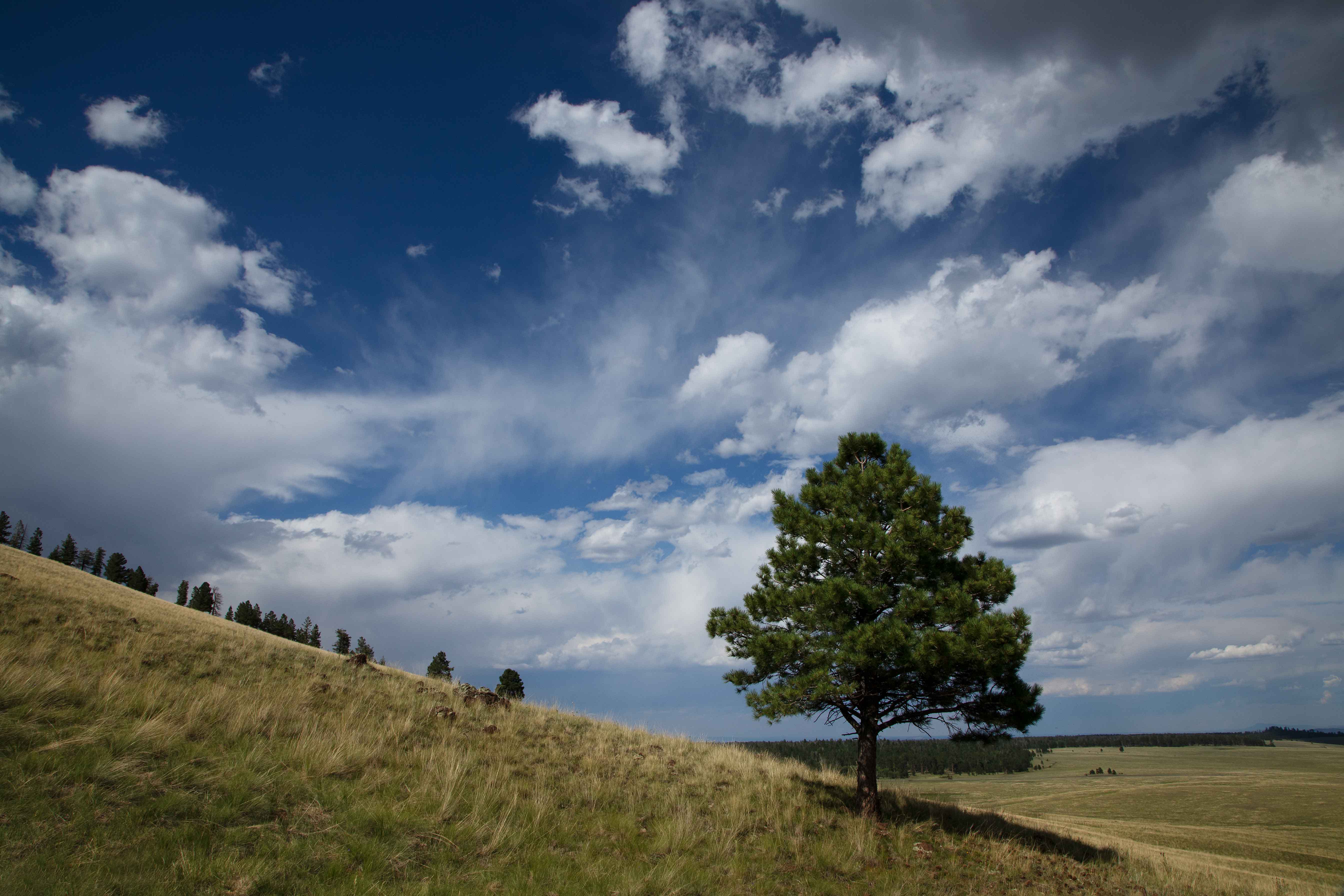 Tree at Wahl's Knoll in the White Mts. of eastern Arizona