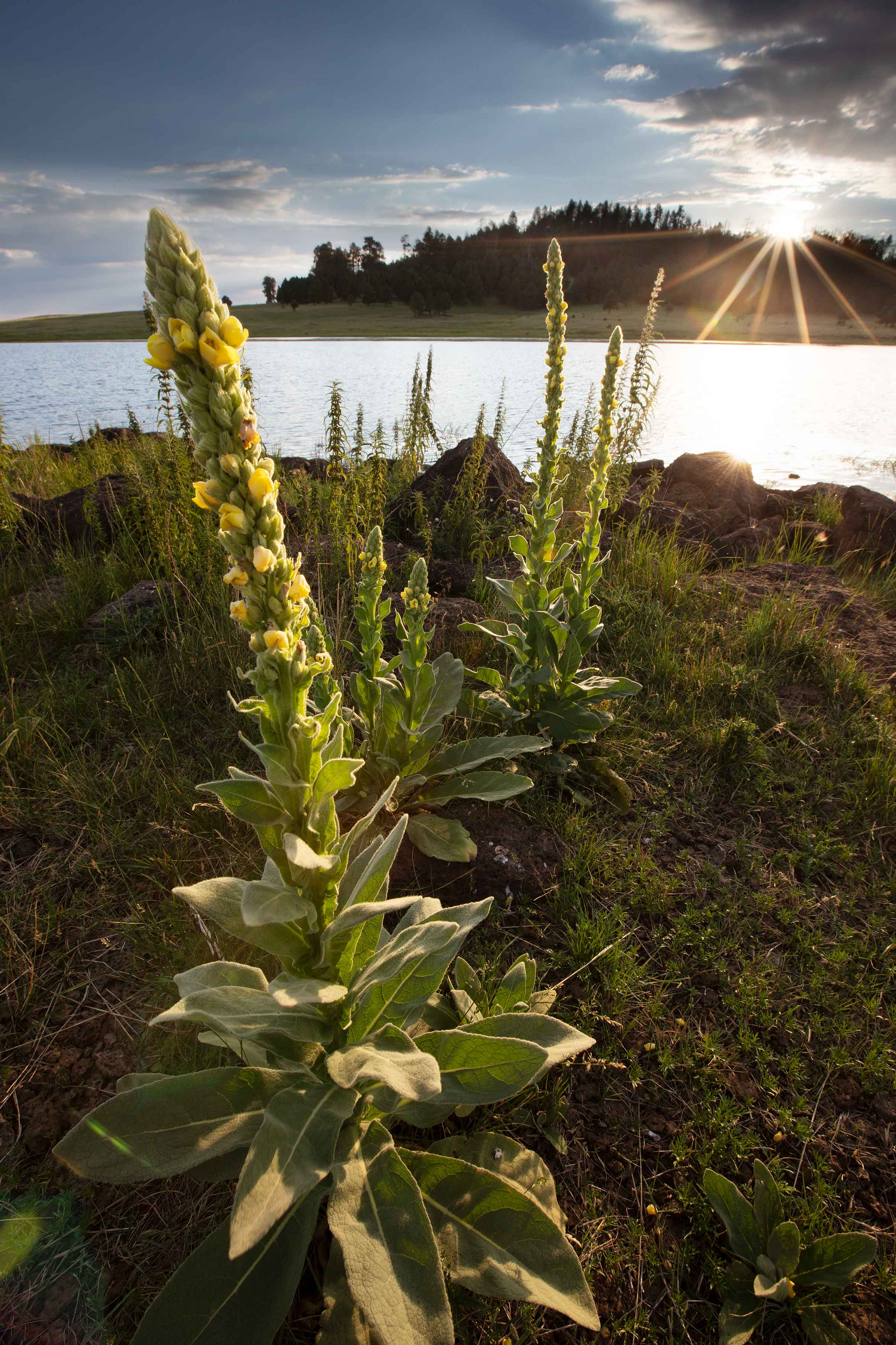 Mulleins at Crescent Lake in the White Mts. of eastern Arizona.