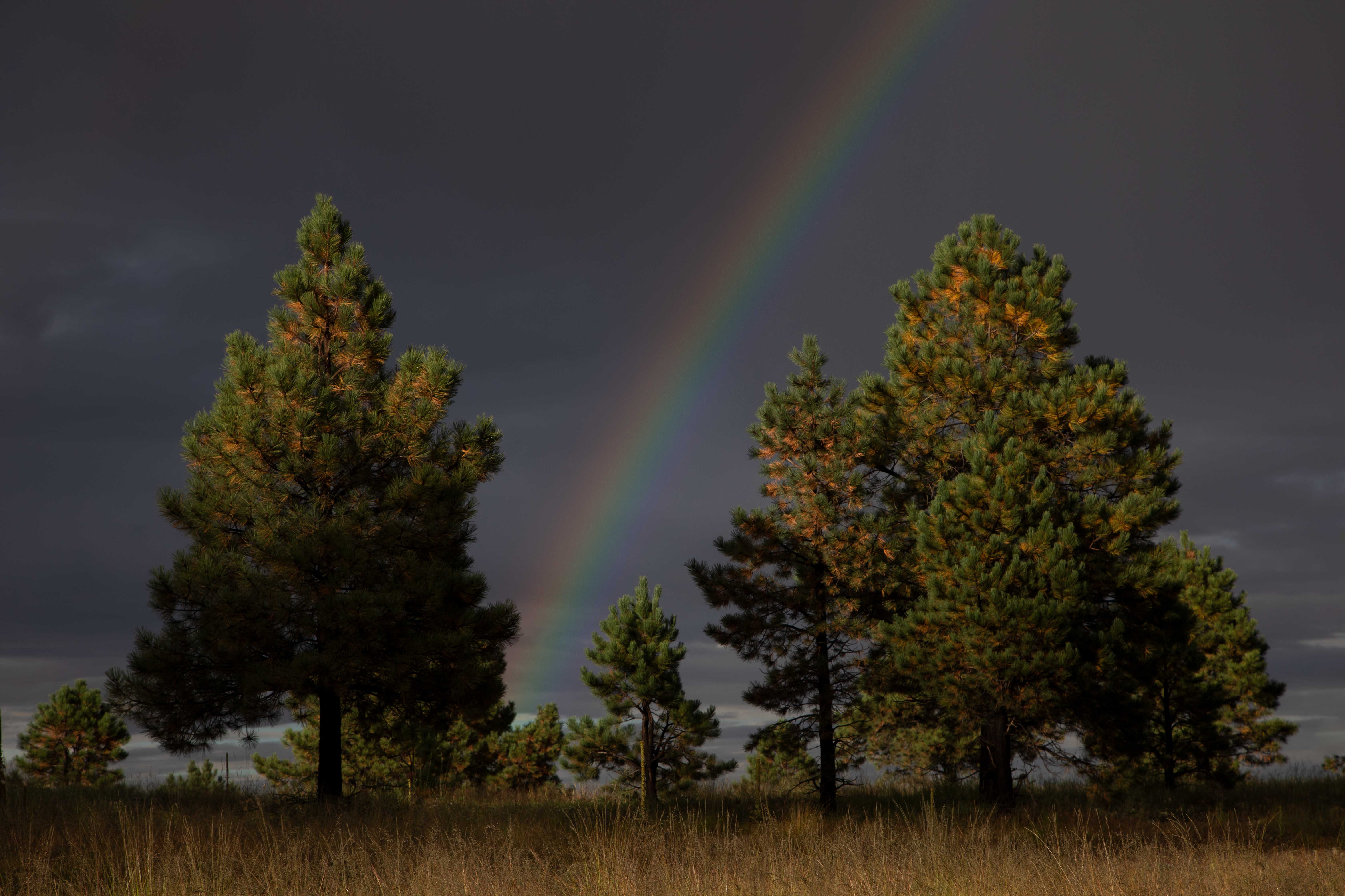 A rainbow and pine trees in the White Mts. of eastern Arizona.
