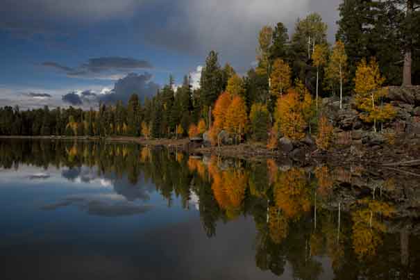 Autumn aspen trees among the pines at A-1 Lake in the White Mts. of eastern Arizona.
