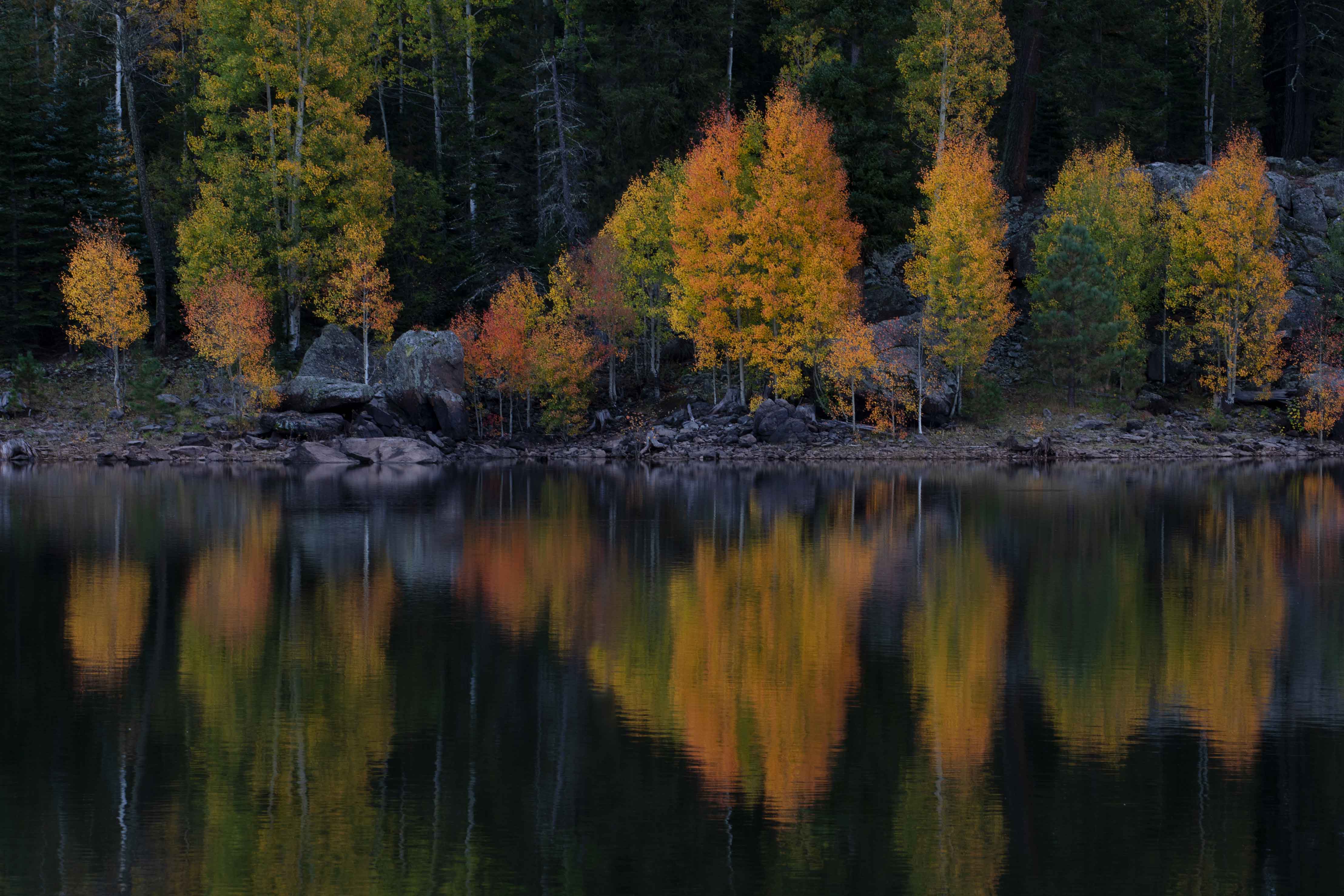 Autumn aspen trees at A-1 Lake in the White Mts. of eastern Arizona.
