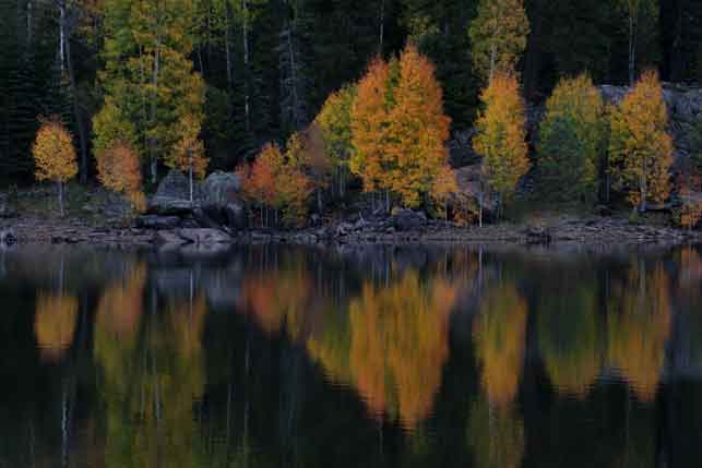 Autumn aspen trees at A-1 Lake in the White Mts. of eastern Arizona.