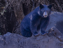 Black Bear along the White River on the Fort Apache Reservation in eastern Arizona.