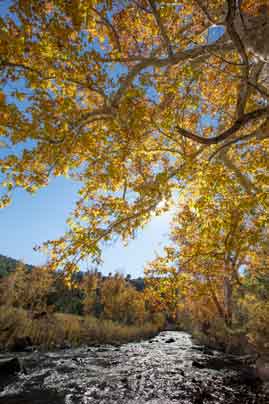 Autumn along the White River on the Fort Apache Reservation in eastern Arizona.