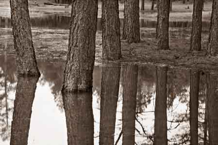 Pine trees reflecting in White Horse Lake, nothern Arizona