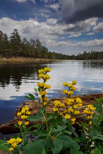 Yellow lupines, or False lupines as they are properly called, at Woods Canyon Lake, Arizona.